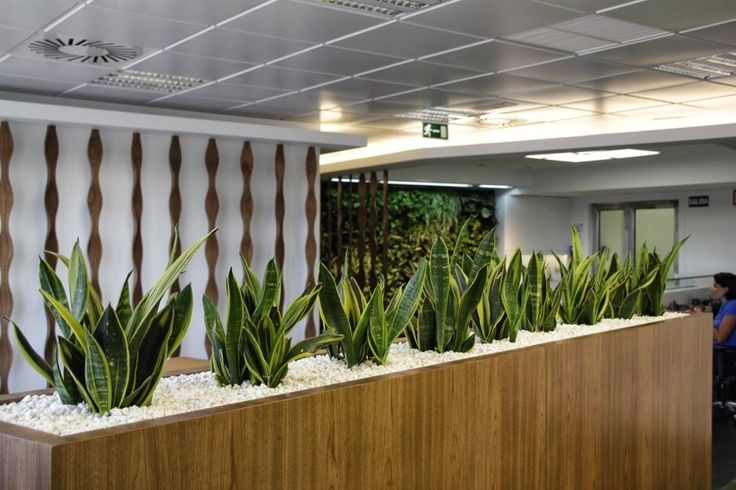 Imagen-noticia-Decorar la oficina con plantas